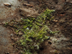 Sematophyllaceae