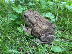 Bufo bufo