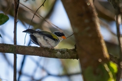 Arremon flavirostris