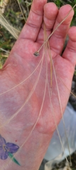 Stipa dasyvaginata