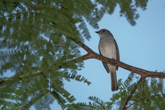 Myiopagis caniceps
