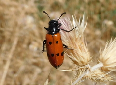 Mylabris quadripunctata