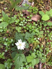 Rubus ursinus macropetalus