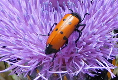 Mylabris quadripunctata
