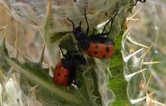 Mylabris quadripunctata