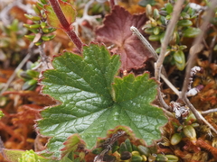 Geum calthifolium