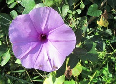Ipomoea ficifolia