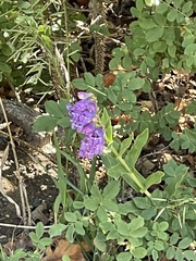 Penstemon glaber brandegeei