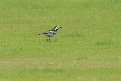 Motacilla alba yarrellii