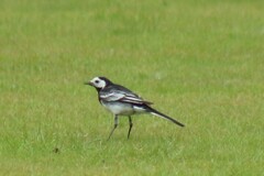 Motacilla alba yarrellii