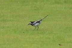 Motacilla alba yarrellii