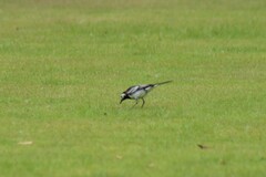Motacilla alba yarrellii