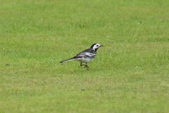 Motacilla alba yarrellii