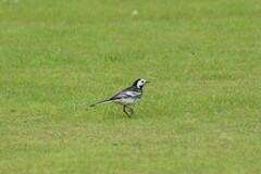 Motacilla alba yarrellii