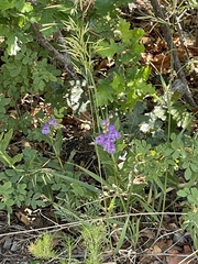 Penstemon glaber brandegeei