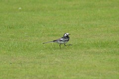 Motacilla alba yarrellii
