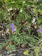 Penstemon glaber brandegeei