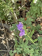 Penstemon glaber brandegeei