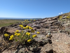 Eriogonum flavum flavum