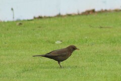 Turdus merula