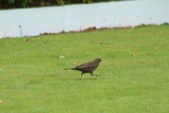 Turdus merula