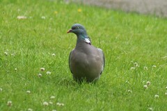 Columba palumbus