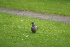 Columba palumbus
