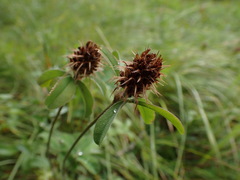 Trifolium ochroleucon