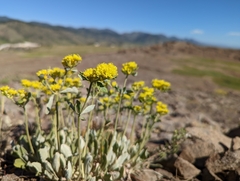Eriogonum flavum flavum