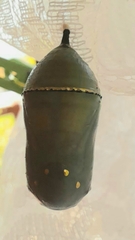 Danaus plexippus plexippus