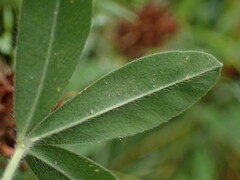 Trifolium ochroleucon
