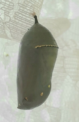 Danaus plexippus plexippus