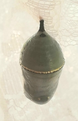 Danaus plexippus plexippus