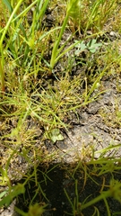 Eleocharis bella