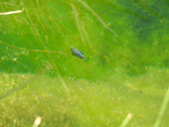 Cyprinodon nevadensis