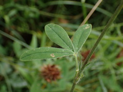 Trifolium ochroleucon