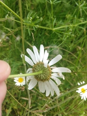 Leucanthemum vulgare