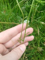 Leucanthemum vulgare