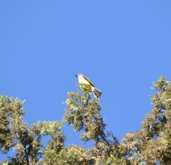 Tyrannus verticalis