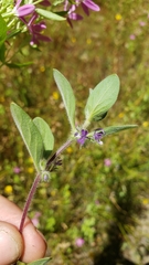 Trichostema oblongum