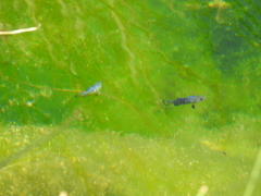 Cyprinodon nevadensis