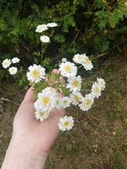 Tanacetum parthenium