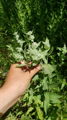 Pycnanthemum californicum
