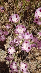 Clarkia williamsonii