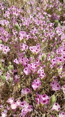 Clarkia williamsonii