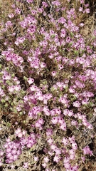 Clarkia williamsonii