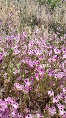 Clarkia williamsonii