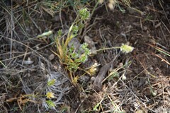 Anthoxanthum aristatum