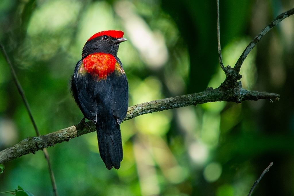 Helmeted × Swallow-tailed Manakin