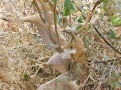 Smyrnium perfoliatum